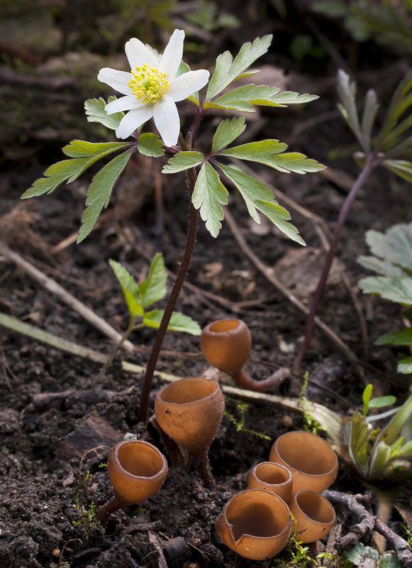 Dumontinia tuberosa